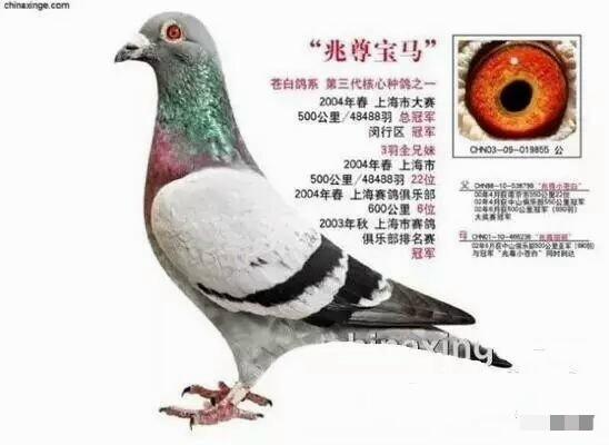 体彩竞彩足球开奖结果500,深度解析体彩竞猜足球开奖结果500的奥秘与策略