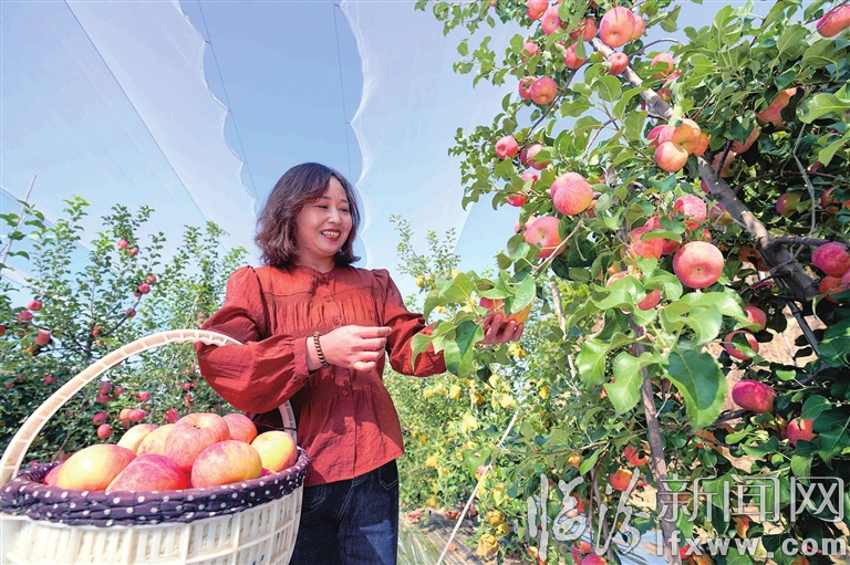 水果采摘网,水果采摘网，连接自然与生活的甜蜜桥梁